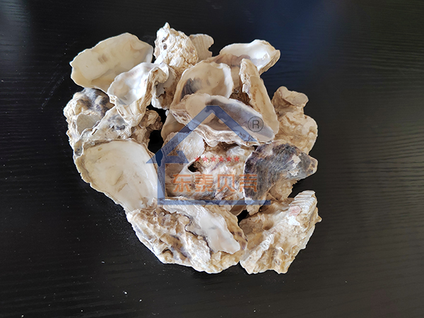 浙江牡蛎壳